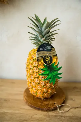 Ананас комнатный - Ananas. Уход за комнатным ананасом