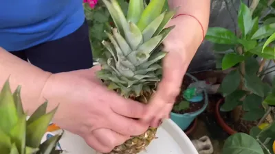 Как выбрать спелый ананас: инструкция | РБК Стиль