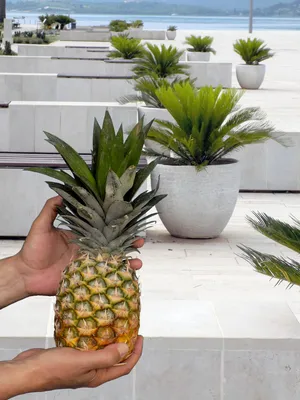 Реалистичный вектор ананас и долька ананаса на изолированном белом фоне  Stock Vector | Adobe Stock