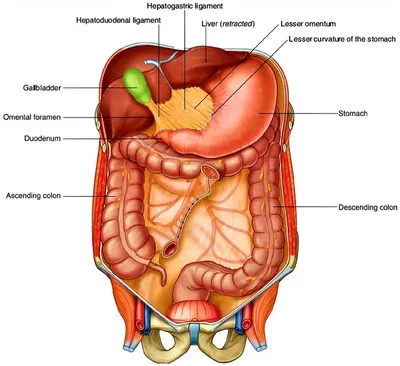 Книга Клиническая анатомия стенок брюшной полости. Грыжи живота - купить  здравоохранения, медицины в интернет-магазинах, цены на Мегамаркет | 9623330