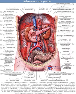 Анатомия брюшной полости человека