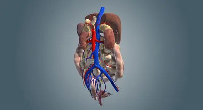 Органы брюшной полости: анатомия и функции» — создано в Шедевруме