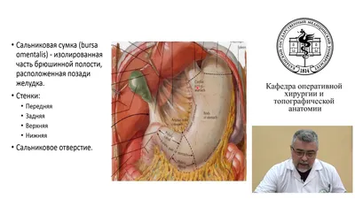 Презентация \"Анатомия органов брюшной полости\" – скачать проект