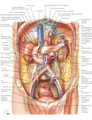 Что входит в УЗИ брюшной полости: особенности диагностики обследуемых  органов