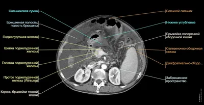Топография органов брюшной полости - YouTube
