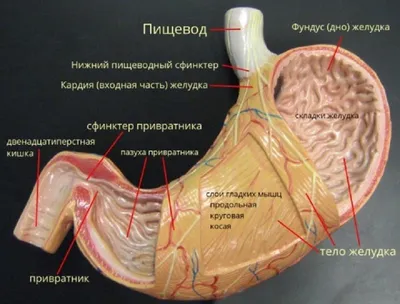 Брюшная полость - Анатомия человека | Физиология человека