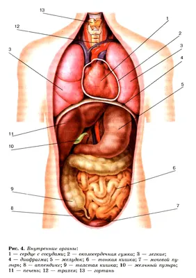 Брюшная и тазовая полости : нормальная анатомия | e-Anatomy