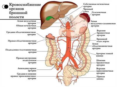 Органы брюшной полости и операции на них