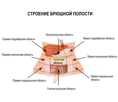 Лимфатические узлы брюшной полости. Часть 1. 2022 08 10 10 07 42 - YouTube