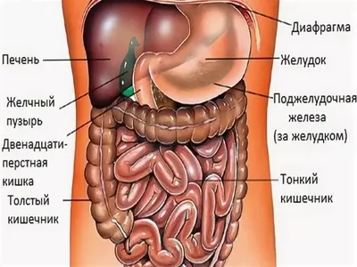 Органы Грудной Клетки И Брюшной Полости 19 Века — стоковая векторная  графика и другие изображения на тему Человеческое тело - Человеческое тело,  XIX век, Анатомия - iStock