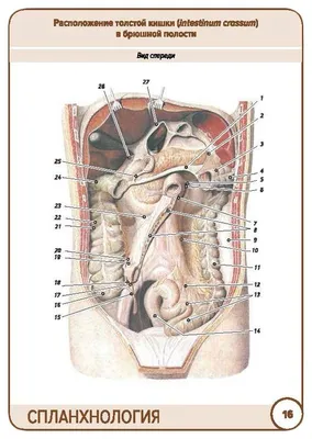Модель медицинская анатомическая для лечения простаты, таза, брюшной полости  | AliExpress