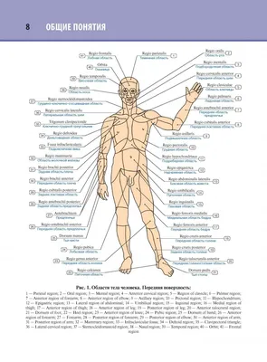Анатомия человека на русском