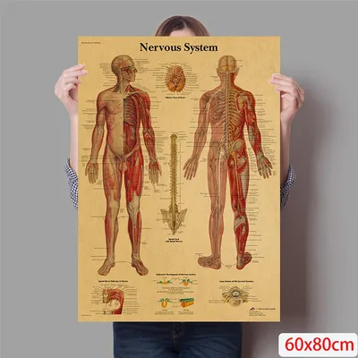 Художественные плакаты и принты из анатомии человека | AliExpress