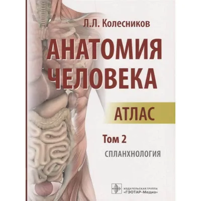 Анатомия человека. Атлас. Том 2. Спланхнология — купить книги на русском  языке в Book City