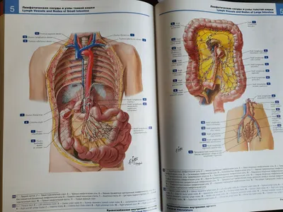 Атлас анатомии человека – Книжный интернет-магазин Kniga.lv Polaris