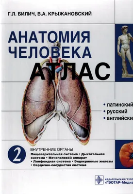 Анатомия человека. Кости туловища и конечностей. (карточки + кольцо для  стяжки карточек) — купить книги на русском языке в DomKnigi в Европе