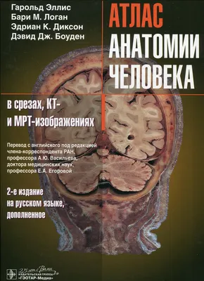Анатомия человека. Атлас в 3 томах. Том 2. Внутренние органы