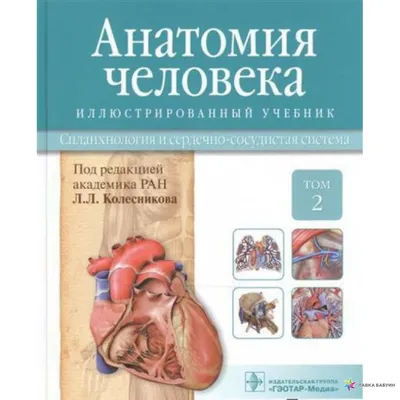 Анатомия человека. Кости черепа. 23 карточки — купить книги на русском  языке в Польше на Booksrus.pl