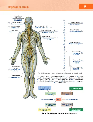 Анатомия человека. Атлас. В 3-х томах. Том 3. Нервная система