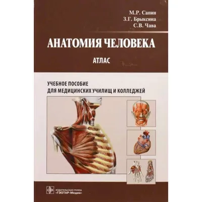 Иллюстрация 7 из 16 для Анатомия человека: русско-латинский атлас - Билич,  Крыжановский | Лабиринт - книги. Источник: