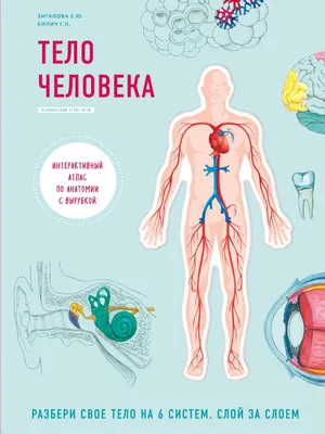 Атлас анатомии человека — купить книги на русском языке в BooksMe в Испании