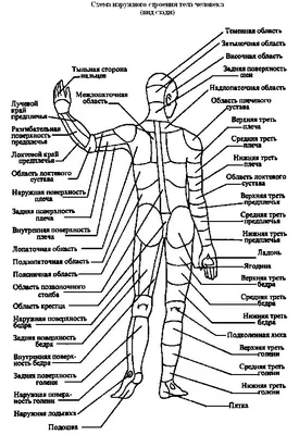 https://www.litres.ru/book/lubov-palycheva/populyarnyy-atlas-anatomii-cheloveka-33863784/