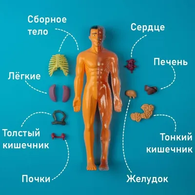 Набор для опытов Строение тела, анатомия человека