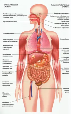 Анатомия органов брюшной полости | Remedium.ru