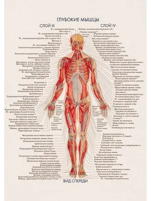 Pin by Светлана on анатомия | Medical knowledge, Medical anatomy, Human  body anatomy
