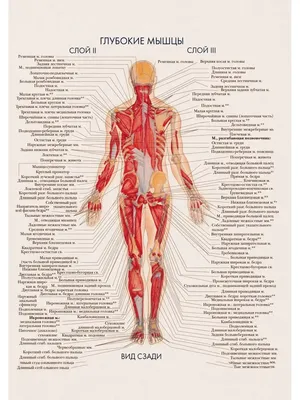 мышечная анатомия человека с анатомией тела Иллюстрация вектора -  иллюстрации насчитывающей анархиста, персона: 224768128