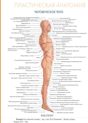 Анатомия человека,прозрачное тело …» — создано в Шедевруме