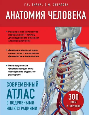 Курсы по анатомии для массажистов в Москве