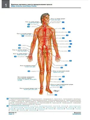 Анатомия человека,прозрачная кожа,…» — создано в Шедевруме