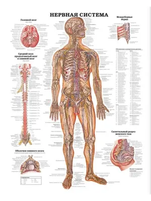 Концепция анатомии человека инфографический плакат с внутренними органами  женского тела | Премиум векторы