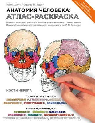 Анатомия человека. Атлас. Том 1: Остеология, артросиндесмология, миология,  , ГЭОТАР-Медиа купить книгу 978-5-9704-5591-3 – Лавка Бабуин, Киев, Украина