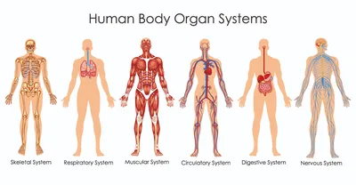 Фото органов человека: где находятся ключевые органы в организме?