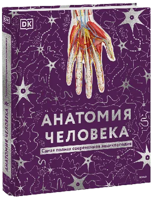 Мышечная система человека, (анатомия человека) плакат глянцевый А1+,  плотная фотобумага от 200г/м2 - купить с доставкой по выгодным ценам в  интернет-магазине OZON (261978046)