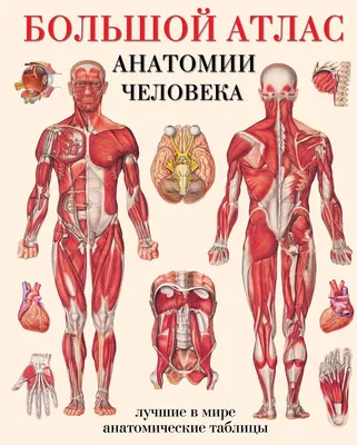 человек анатомия фото | Анатомия человека, Анатомия, Учащиеся медучилища