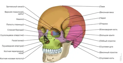 Череп иллюстрации : нормальная анатомия | e-Anatomy