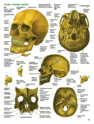Анатомия: Скелет головы. Рост и развитие черепа