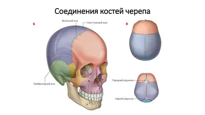 Human Skull Chart - 1002221 - VR6131L - ZVR6131L - Skeletal System - 3B  Scientific