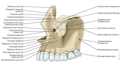 Иллюстрация анатомия человека. череп в стиле инфографика