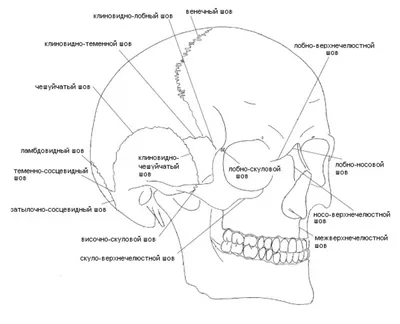 Уроки анатомии: череп | 💙Свободная Тема❤ Amino