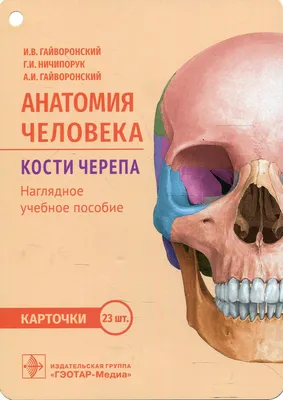 Череп человека (анатомия человека) плакат, глянцевый холст от 200 г/кв.м,  размер A1+ - купить с доставкой по выгодным ценам в интернет-магазине OZON  (998934670)
