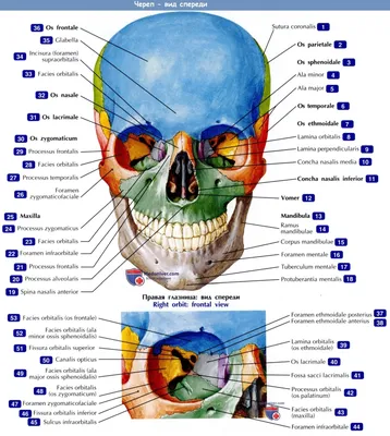 Анатомия человека. Кости черепа (карточки + кольцо для с... ГЭОТАР-Медиа  169923346 купить за 576 ₽ в интернет-магазине Wildberries