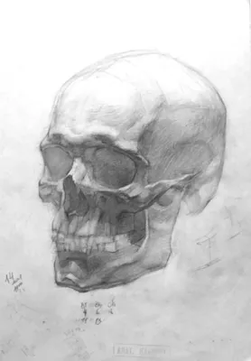 Сагиттальный разрез черепа (анатомия человека) плакат глянцевый А2+,  плотная фотобумага от 200г/м2 - купить с доставкой по выгодным ценам в  интернет-магазине OZON (262925619)