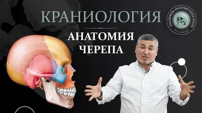 Книга Анатомия человека. Кости черепа - купить здравоохранения, медицины в  интернет-магазинах, цены на Мегамаркет | 7082