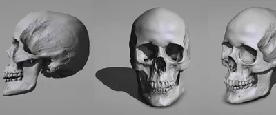Женская париетальная косточка - анатомия черепа/черепа Иллюстрация штока -  иллюстрации насчитывающей людск, научно: 47171668