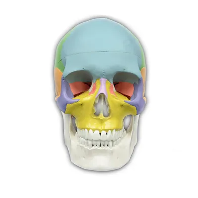 Анатомия черепа 3D Модель $49 - .max .obj - Free3D