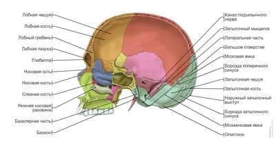 Surgery_public - Анатомия черепа 😍 . Сохраняй , чтобы не... | Facebook